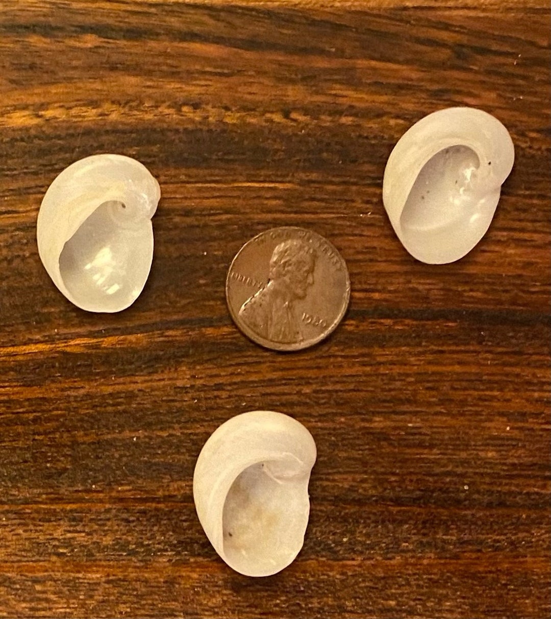 Three Baby's Ear Shells - Etsy Australia