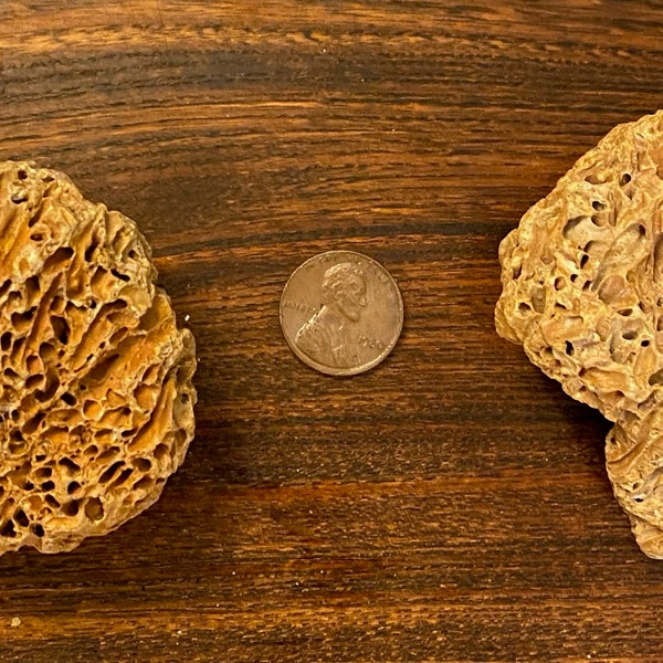 Two Golden Snail Colony Fossil Shells