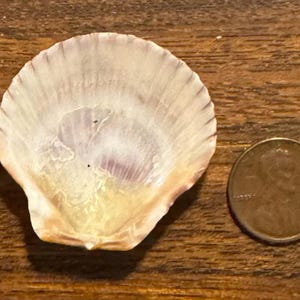 May include: A white and pale purple scallop shell with a fan-shaped ribbed texture, positioned next to a copper-colored United States one-cent coin for scale, which has a diameter of approximately 0.75 inches.