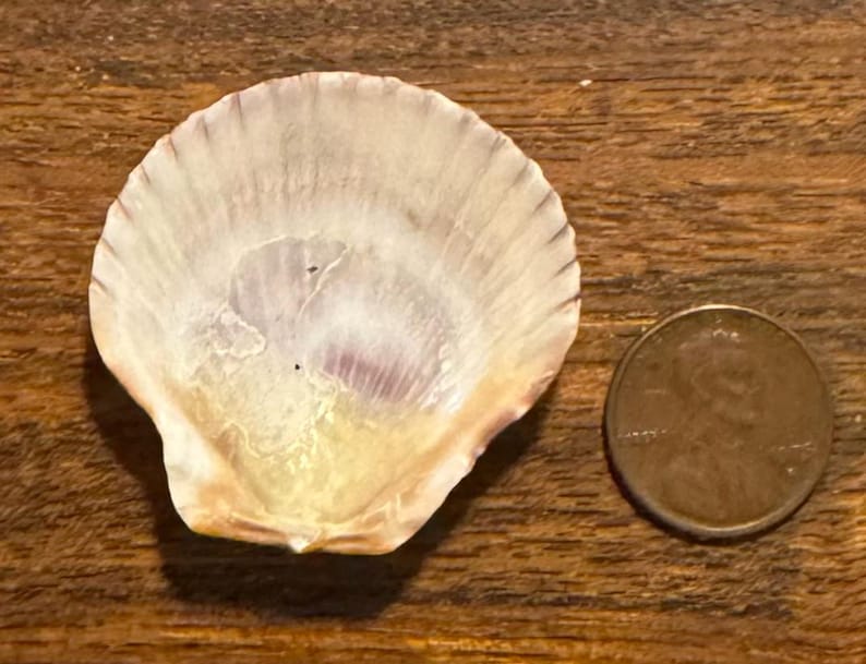 May include: A white and pale purple scallop shell with a fan-shaped ribbed texture, positioned next to a copper-colored United States one-cent coin for scale, which has a diameter of approximately 0.75 inches.