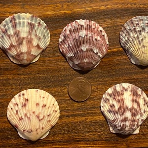 Seven Excellent Large Select Scallop Shells