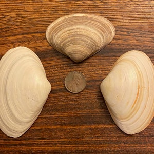 Three Large, Excellent, Striped Surf Shells