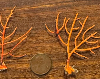 Zwei kleine Fächer, orange