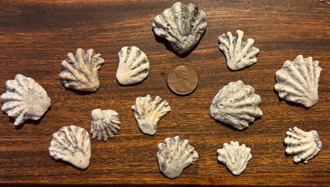 13 Select Black/grey Kitten's Paw Shells - Etsy