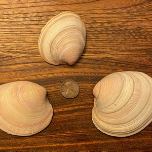 Three Rose-Tinted Quahog Shells