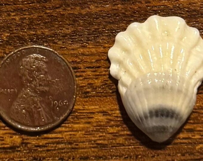 Two Joined Shells: Kitten Paw and Comb Bittrsweet - Etsy