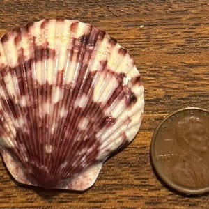 May include: A fan-shaped scallop shell with a white base and deep purple radial patterns, positioned next to a copper-colored United States one-cent coin for scale, which has a diameter of approximately 0.75 inches.