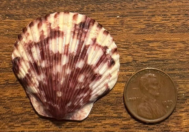 May include: A fan-shaped scallop shell with a white base and deep purple radial patterns, positioned next to a copper-colored United States one-cent coin for scale, which has a diameter of approximately 0.75 inches.
