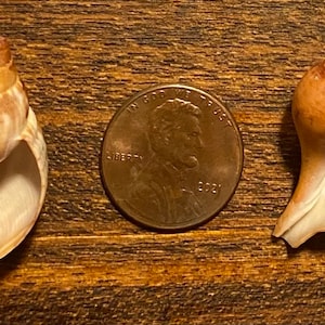 Puede incluir: Dos pequeñas conchas con un patrón de color marrón y blanco. Las conchas son aproximadamente del tamaño de una moneda de un centavo de euro.