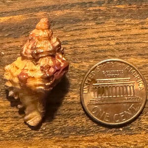 A Small Excellent Lace Murex Shell