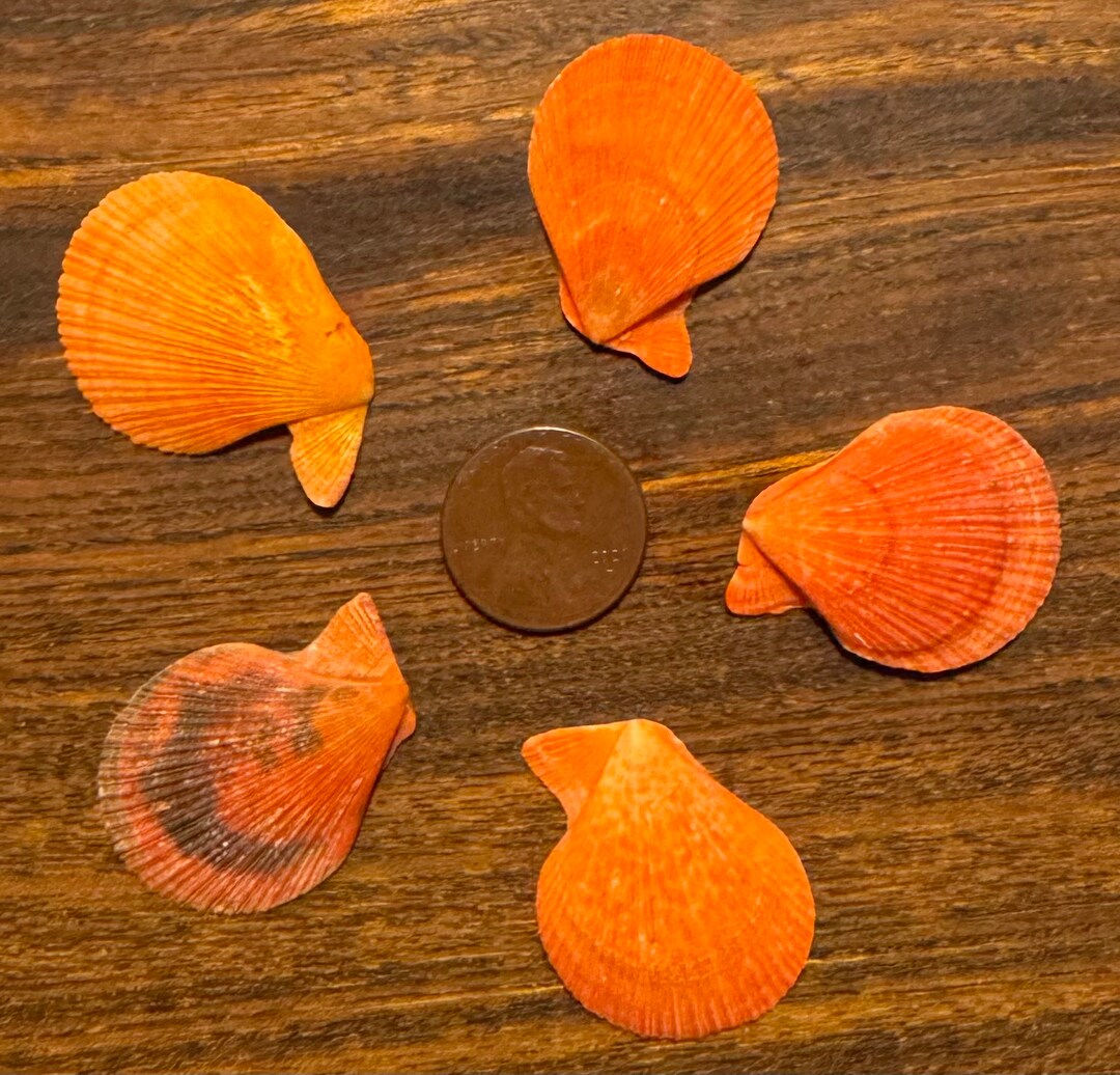 Five Large Orange S. Scallop Shells - Etsy