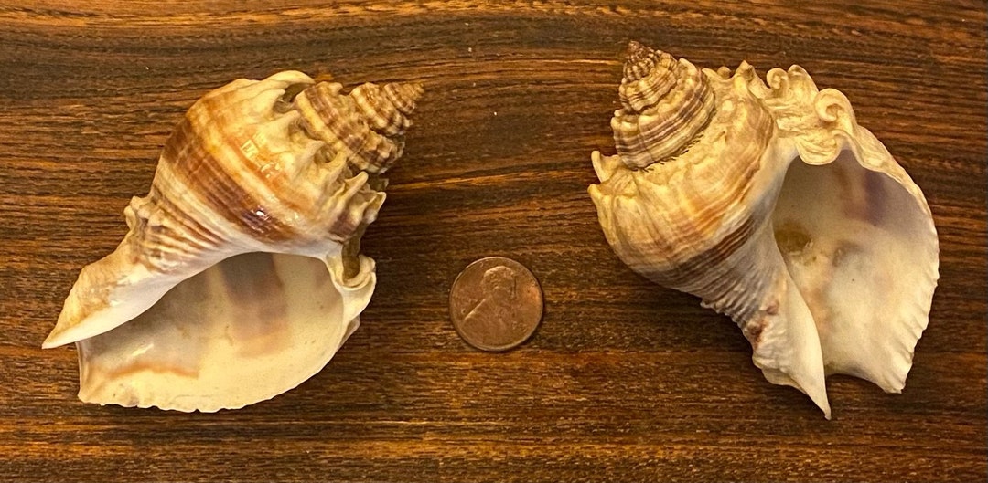 Two Jumbo King’s Crown Conch Shells - Etsy