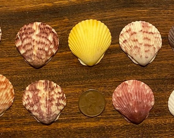 13 Select Medium Scallop Shells