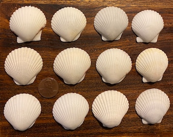 Twelve Medium-large White Scallop Shells