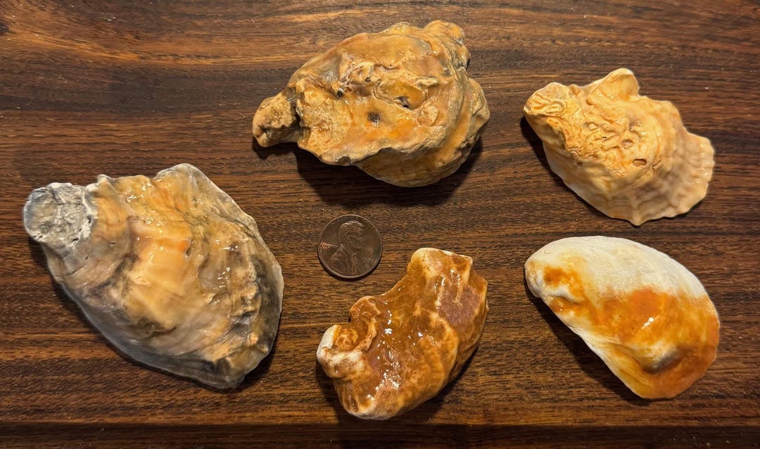Orange Ribbed Shells Five Orange Oyster Shells - Etsy