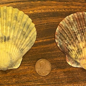 Two Jumbo Scallop Shells