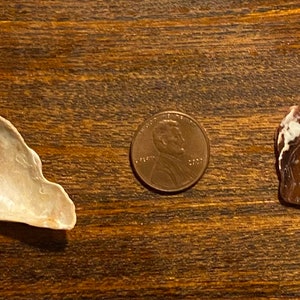 Coquille d&#39;huître ailée complète (les deux moitiés) rare plus une seule aile (à gauche)