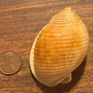Gran concha de Scotch Bonnet teñida de oro