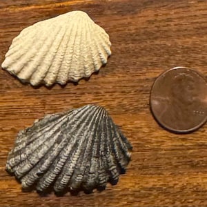 Puede incluir: Dos conchas marinas, una crema y otra gris, con una moneda para comparar el tamaño. Las conchas tienen una textura acanalada y están sobre una superficie de madera. La moneda es de color cobre.