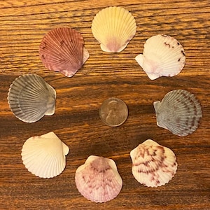 Eight Select Medium Scallop Shells