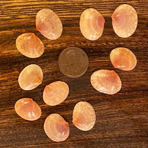 May include: A collection of ten small, pink seashells arranged in a heart shape on a wooden surface.