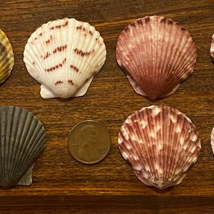 11 Exquisite Select Large Scallop Shells
