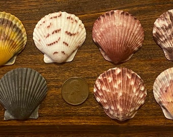 11 Exquisite Select Medium-Small Scallop Shells