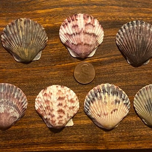 Eleven Medium/Large Select Scallop Shells