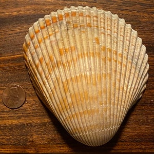 May include: A close-up of a large, light brown seashell with a fan-shaped pattern of ridges. The shell has a smooth, white interior and a slightly rough exterior.