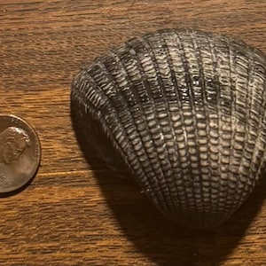 Rare Black Incongruous Ark Fossil Shell
