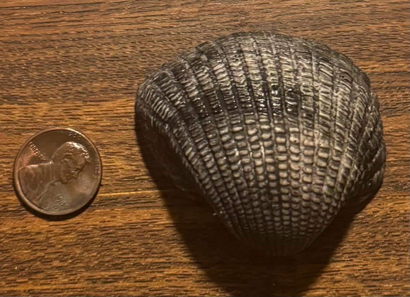 Rare Black Incongruous Ark Fossil Shell - Etsy