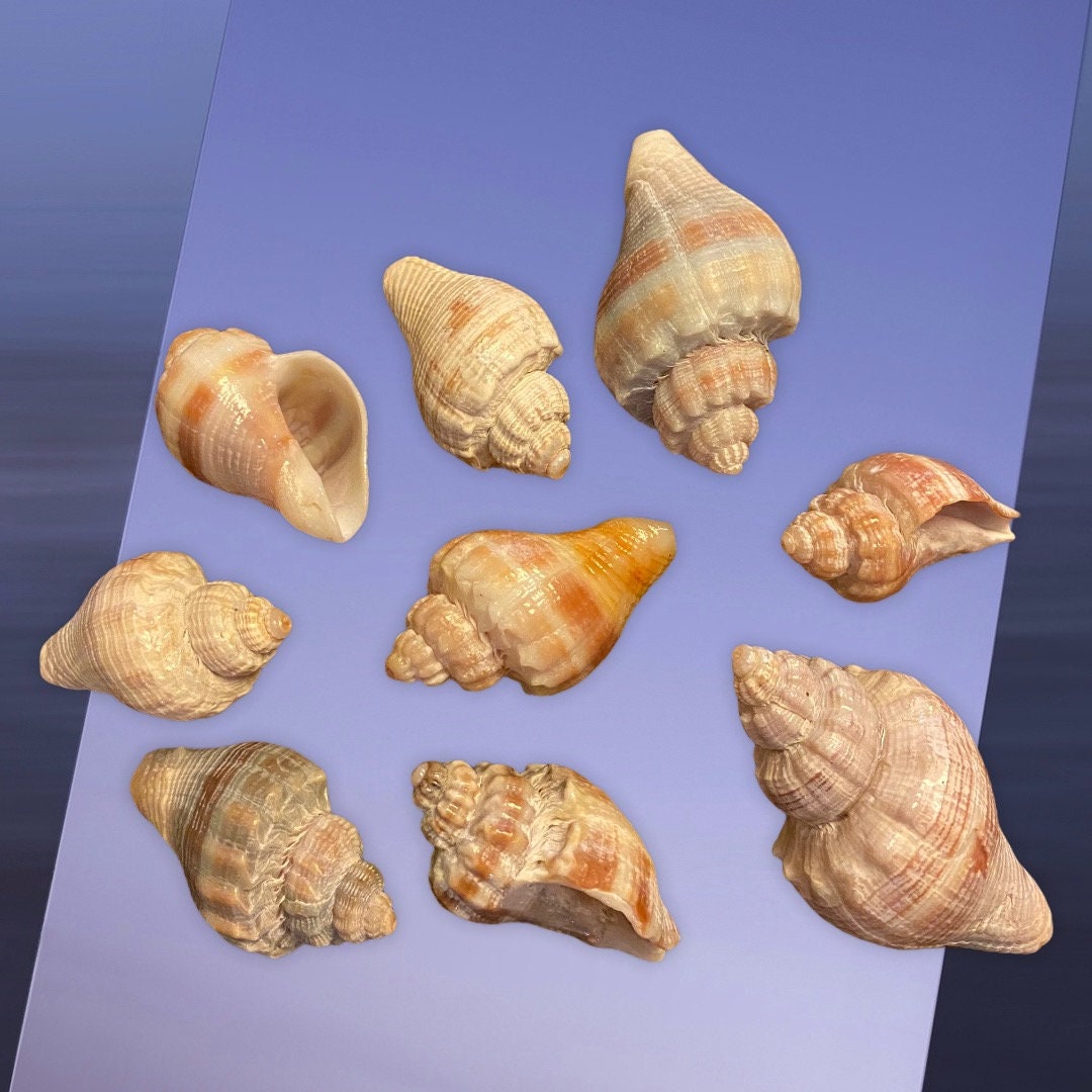 Nine Kings Crown Conch Shells - Etsy