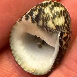 Excellent Small Nerite Snail Shell