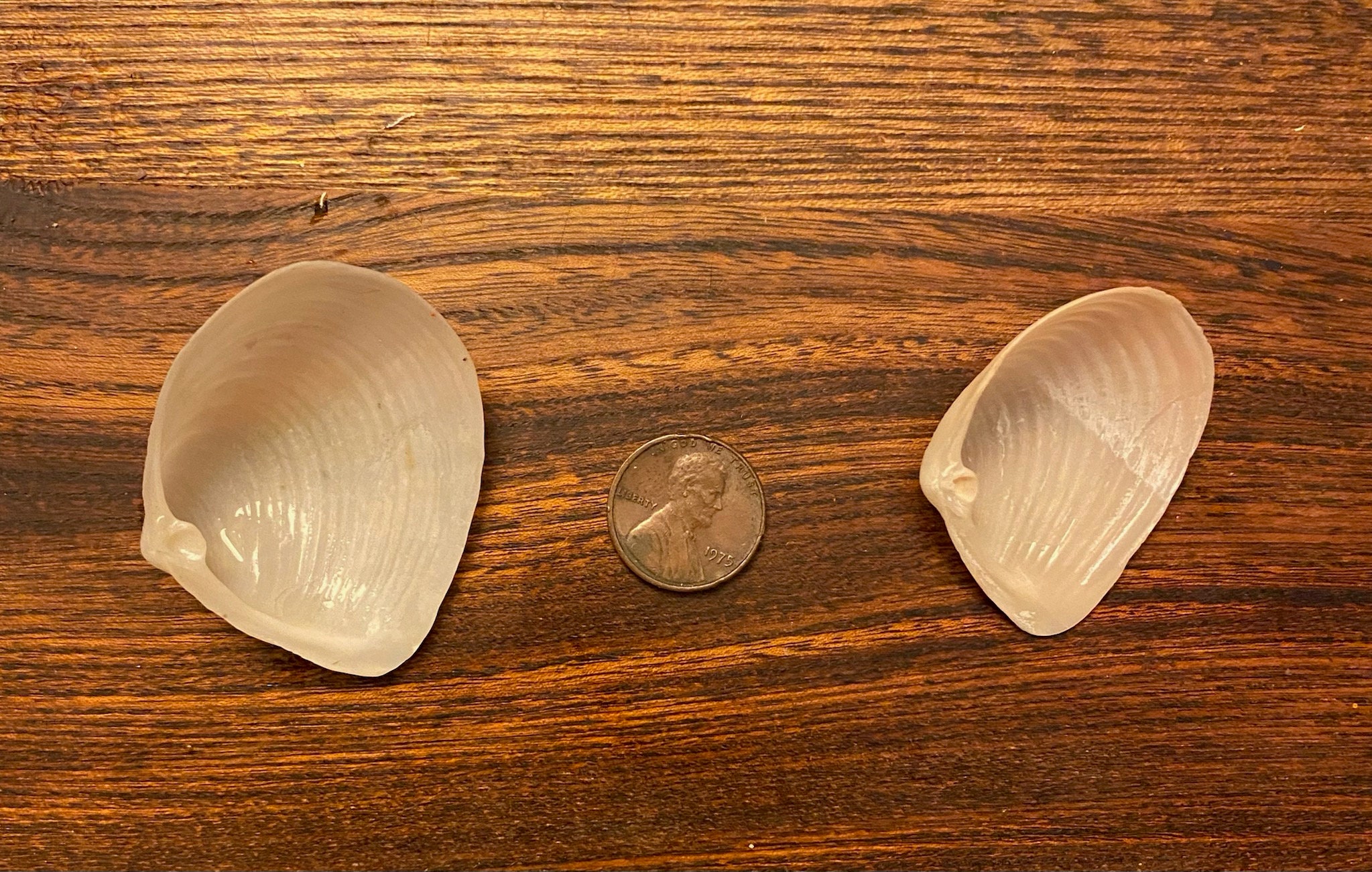 Two Fragile Channeled Duck Shells - Etsy
