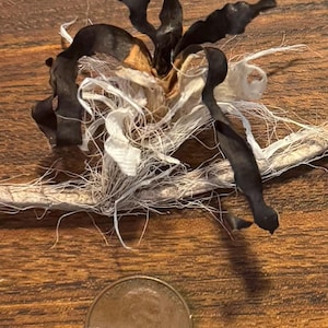 May include: A close-up of a dried, dark-colored flower with curled petals and white, fibrous material. A penny is placed near the flower for scale, showing the intricate details of the natural specimen. The flower rests on a wooden surface.