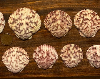 Eleven Matching Patterned Scallop Shells