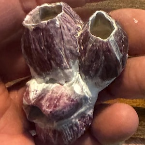 Un grupo de cuatro percebes de color púrpura oscuro