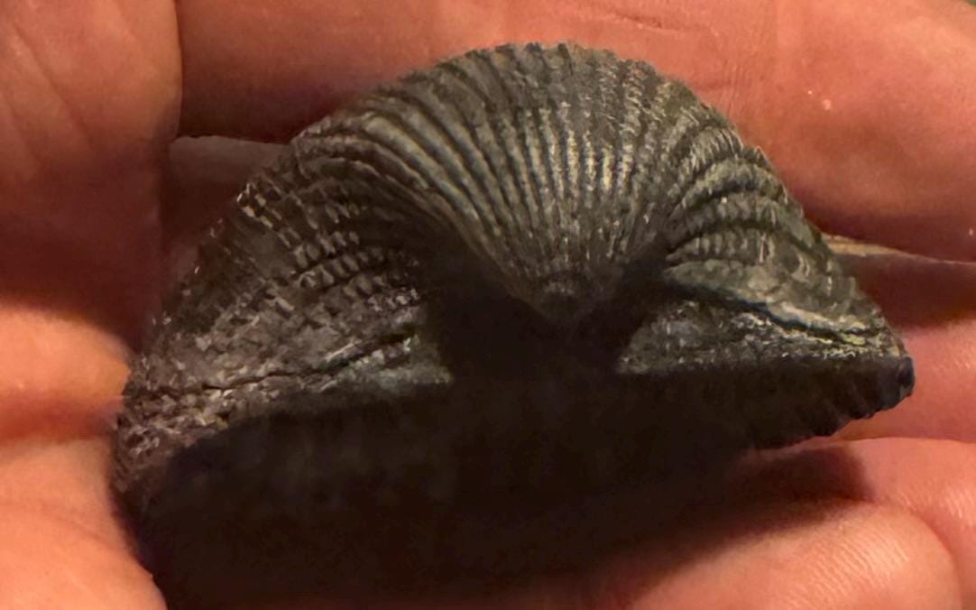 Rare Black Incongruous Ark Fossil Shell - Etsy