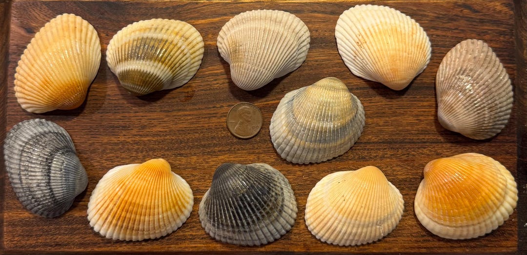 11 Beautiful Assorted Large Blood Ark Shells - Etsy