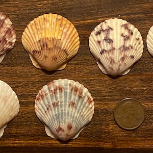 Eleven Select Medium-Large Scallop Shells