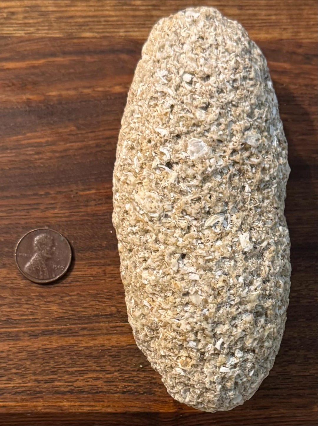 Large Oblong Shell Rock - Etsy