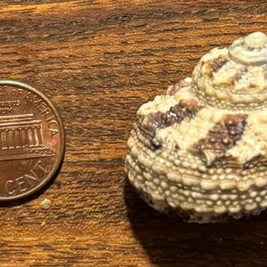 Könnte beinhalten: Eine kleine, weiße und braune Muschel mit einem Spiralmuster. Die Muschel ist etwa so groß wie ein deutscher Cent.