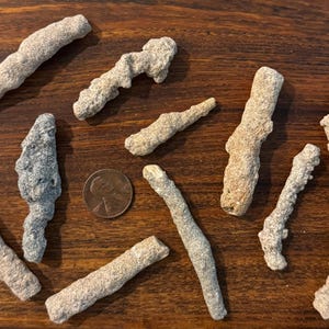 May include: A collection of small, beige and grey coral pieces, with a penny for scale, are arranged on a wooden surface. The coral pieces vary in shape and size, some resembling small branches or elongated structures.