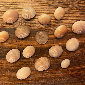 Fifteen Small Shark Eye Shells