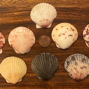 Eight Excellent Large Select Scallop Shells