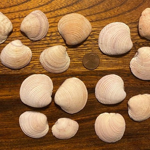 Op de afbeelding: Een verzameling van 15 gladde, witte schelpen met een subtiele roze tint. De schelpen zijn gerangschikt op een houten oppervlak.