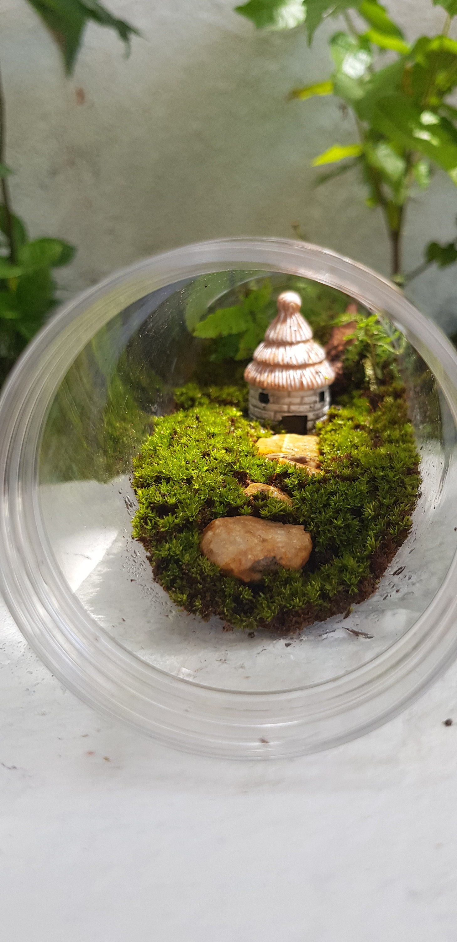 Terrarium plant Etsy