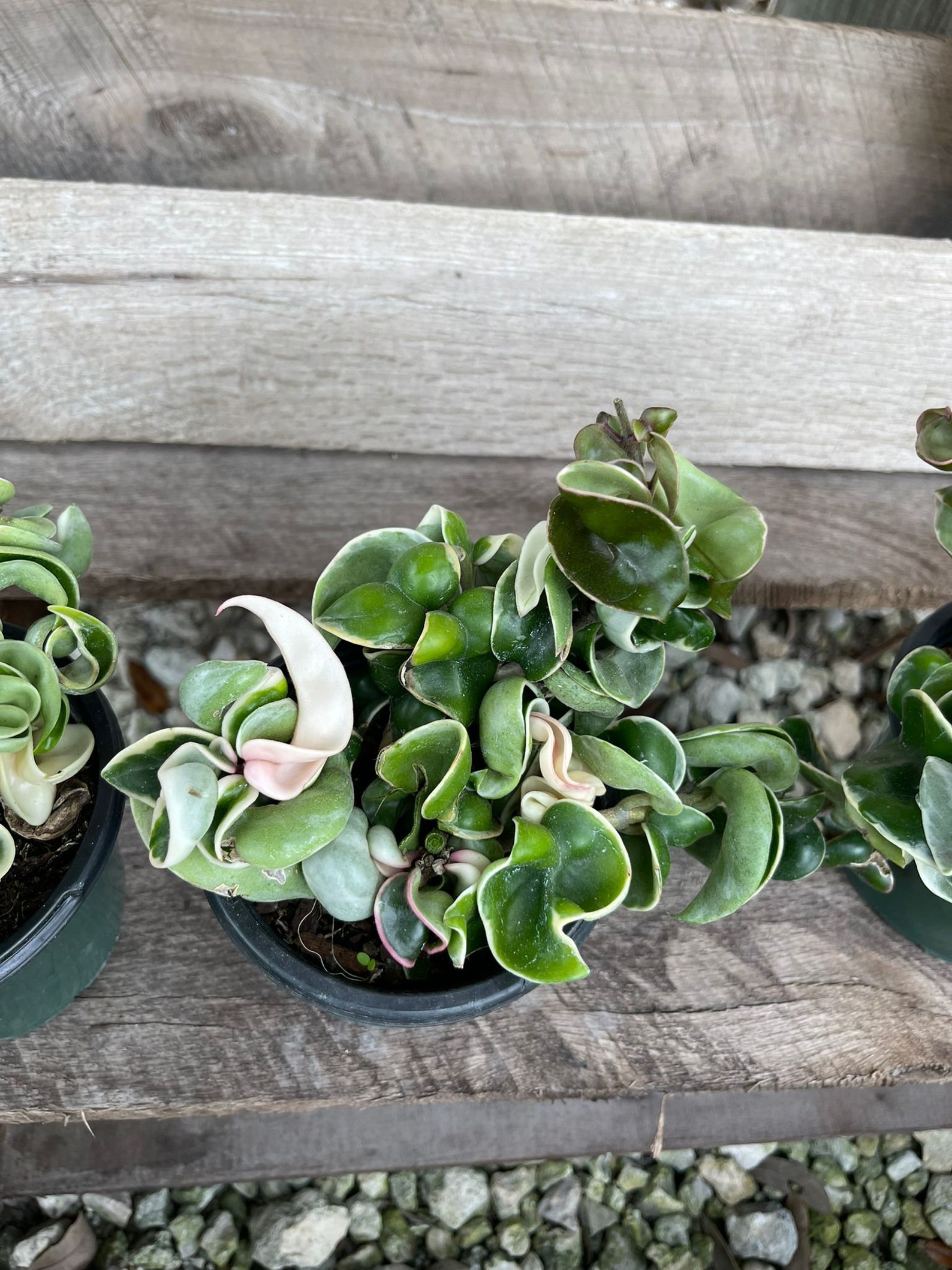 Hoya Rope Variegated 4 RARE Etsy