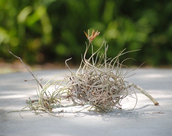 Ten air plants