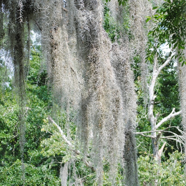 Spanish Moss Etsy